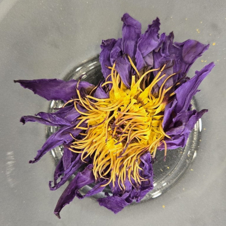 blue lotus - whole flower