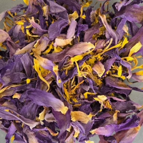 blue lotus - petals